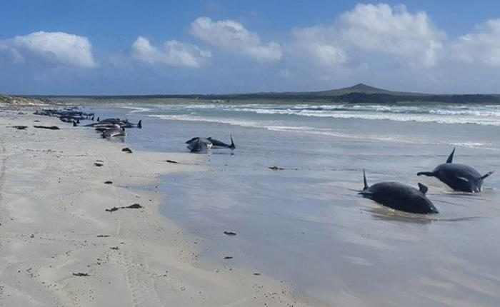 دلفين شواطئ نيوزيلندا