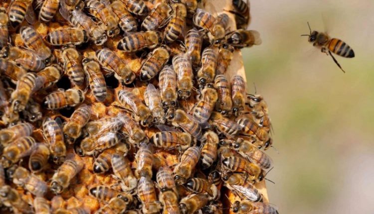 النحل يقتل مواطنا في تكساس