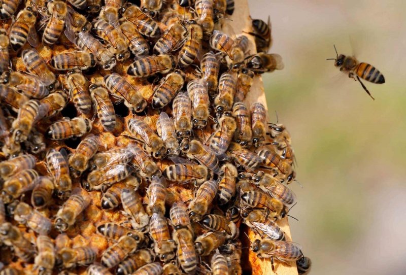 النحل يقتل مواطنا في تكساس