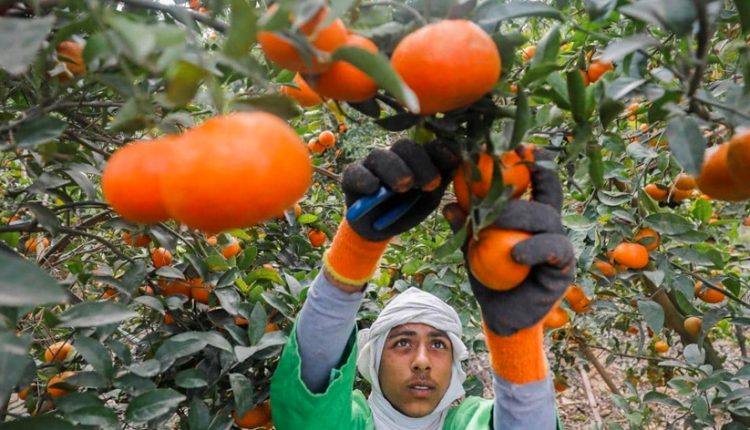 الصادرات الزراعيه