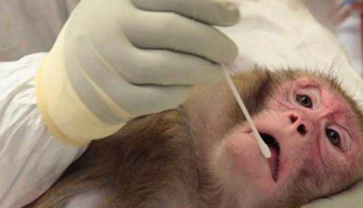 الفيروس القردي